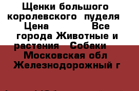 Щенки большого (королевского) пуделя › Цена ­ 25 000 - Все города Животные и растения » Собаки   . Московская обл.,Железнодорожный г.